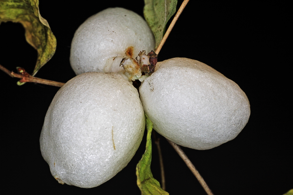 Knallerbsen.JPG - Knallerbsen oder Schneebeeren