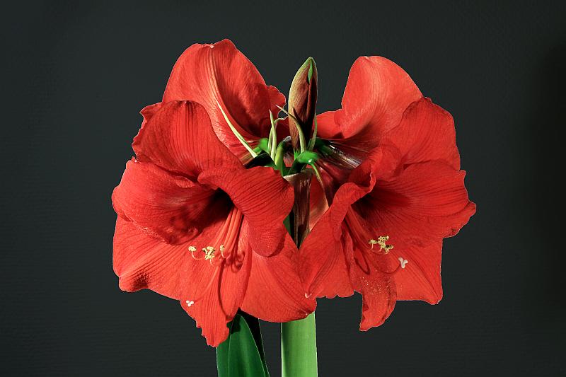 Amaryllis.JPG - Amaryllis