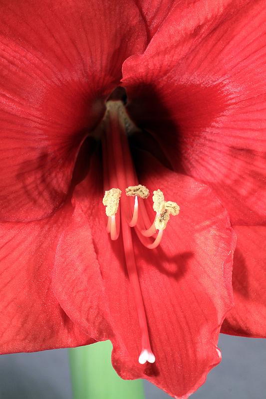 Amaryllisblüte.JPG - Amaryllisblüte