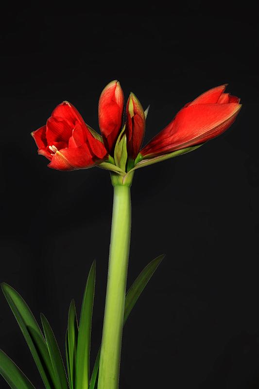 Amaryllisblüten.jpg - Amaryllisblüten