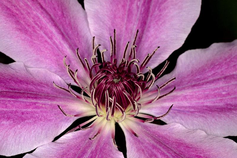 Clematis.JPG - Clematis