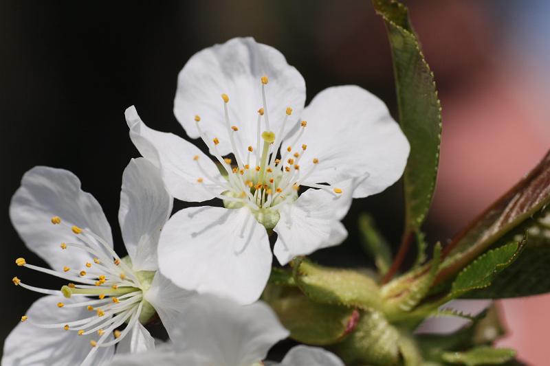 Kirschblüte.JPG