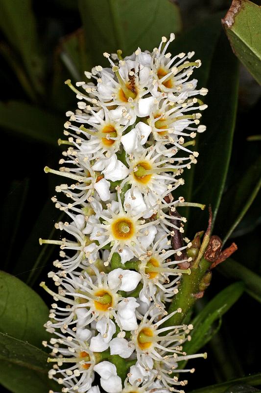 Kirschlorbeerblüten.JPG - Kirschlorbeer