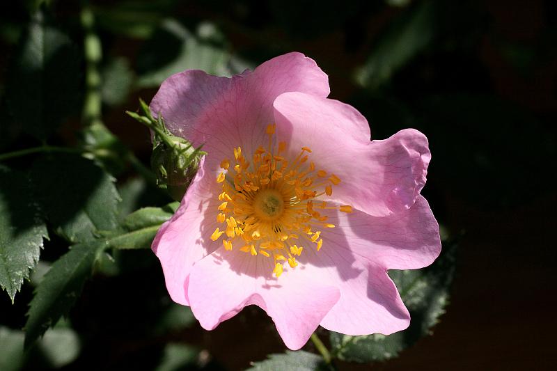 Kletterrose.JPG - Kletterrose