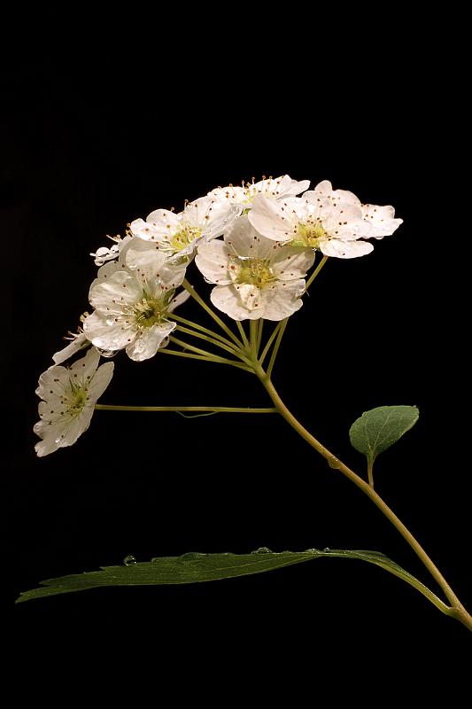 Pracht-Spierstrauch.jpg - Blüten mit Blatt des Pracht-Spierstrauch