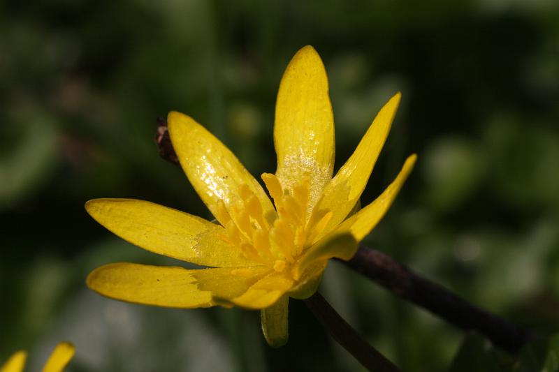 Scharbockskrautblüte.JPG