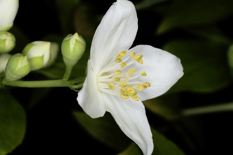 Sommerjasmin.JPG - Sommerjasmin