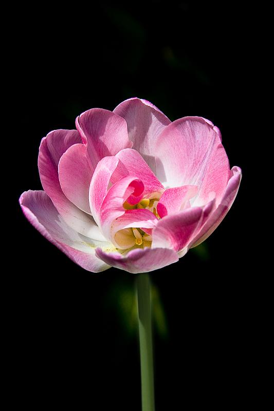 Tulpe.JPG