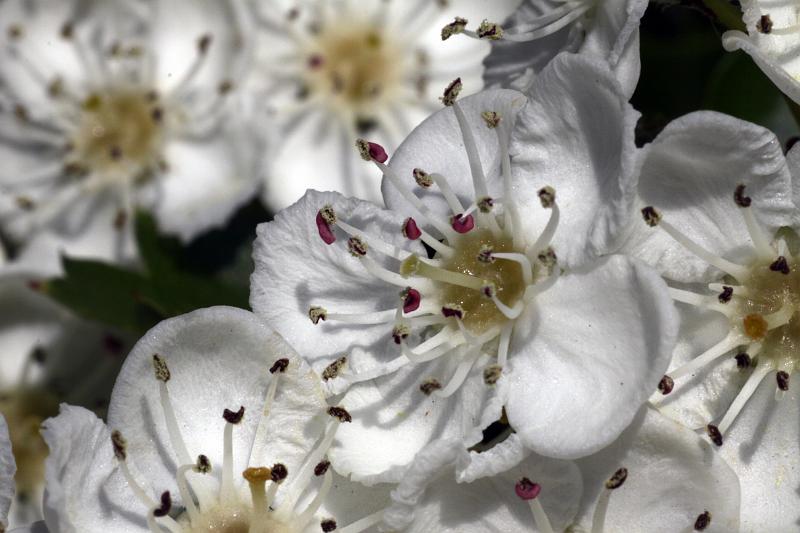 Weißdornblüte.JPG - Eingriffeliger Weißdorn
