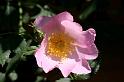 Kletterrose