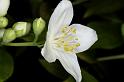 Sommerjasmin