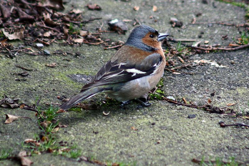 Buchfinkenmännchen.JPG