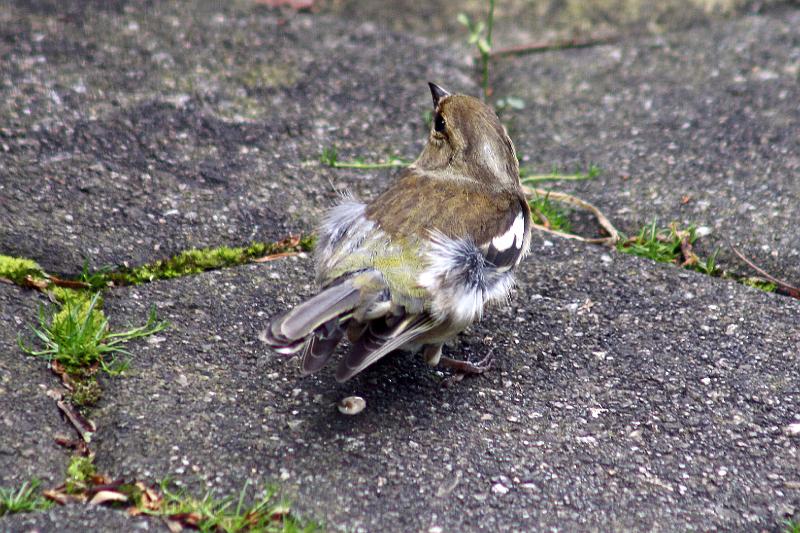 Buchfinkenweibchen.JPG